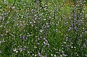 Fiori, Piante, natura_24